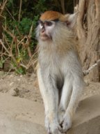 thumbs/Senegal Parc du Djoudj 073.JPG